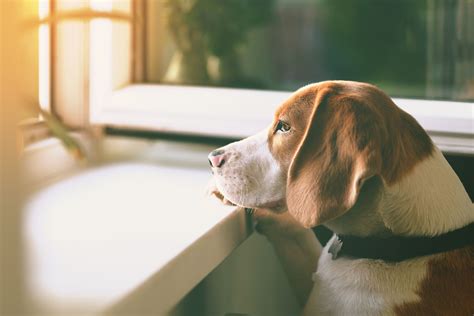 Do dogs feel lonely sleeping alone?